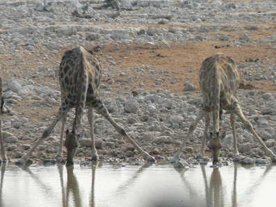 Giraffen an der Tränke