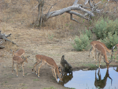 Antilopen und Affe